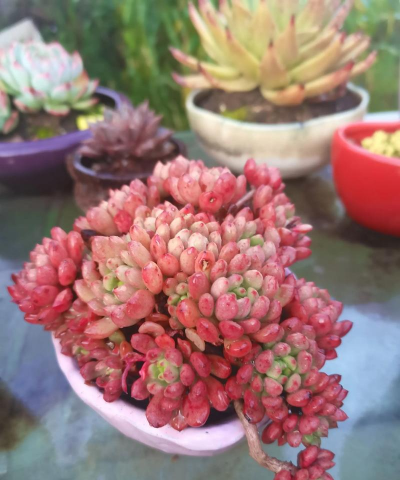 家庭养花用生根粉