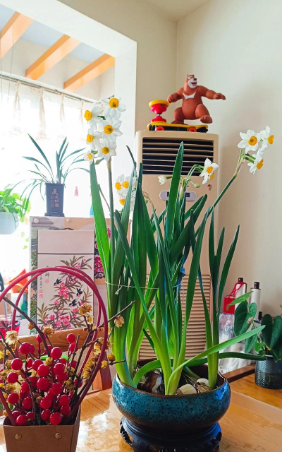 家庭养花用生根粉