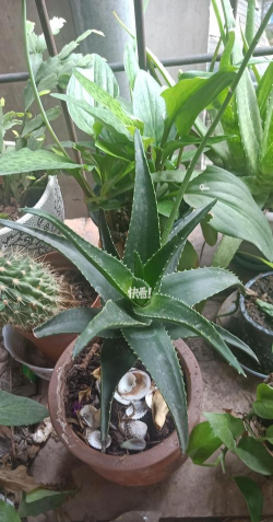 芦荟砍一刀会怎么样