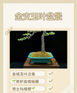 玉叶盆景的制作与管理 玉叶盆景的制作与管理