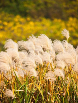 什么的芦苇什么的芦苇