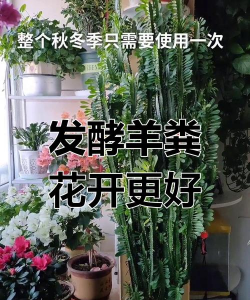 家庭养花用生根粉