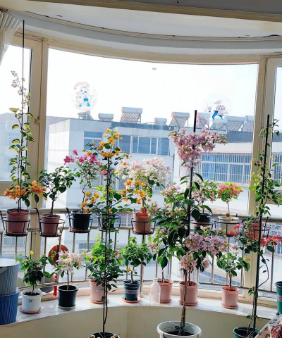 家庭养花用生根粉