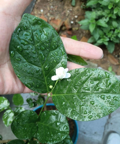 家庭养花用生根粉