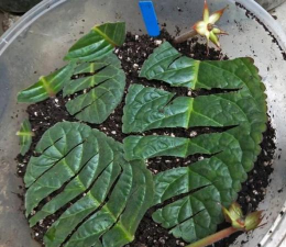 家庭养花用生根粉