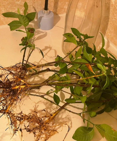 家庭养花用生根粉