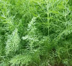 棚室茴香栽培技术