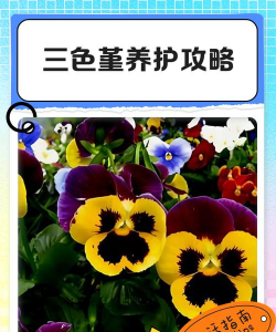 食用花三色堇怎么清洗