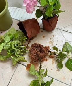 家庭养花用生根粉