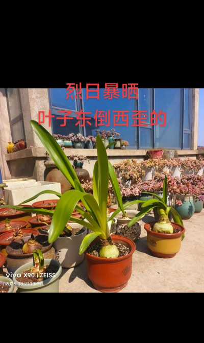 南墙根养花