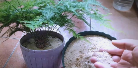 家庭养花用生根粉