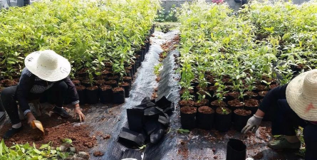 家庭养花用生根粉