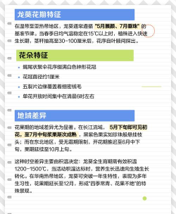 龙葵是什么花什么时间开