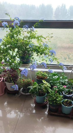 家庭养花用生根粉