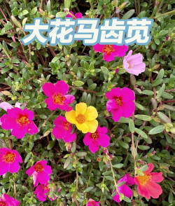 大花马齿苋怎么做造型