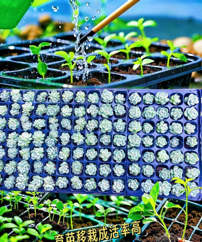 家庭养花用生根粉