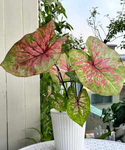 五彩芋花叶弯腰怎么办