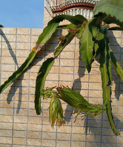 三棱箭花怎么样养