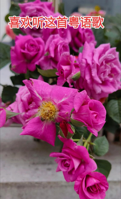 明星养花粤语