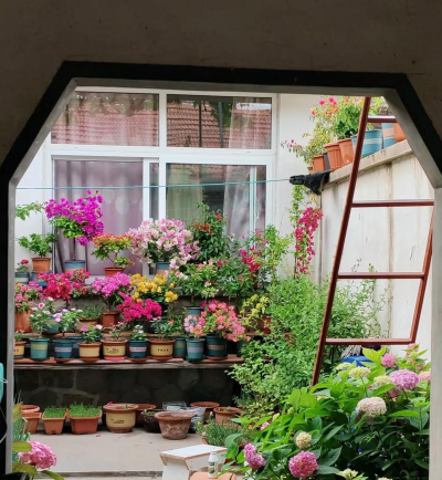 家庭养花用生根粉