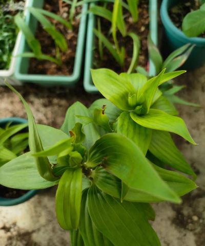 家庭养花用生根粉