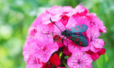 家庭养花用生根粉