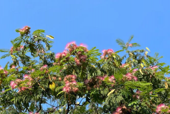 什么花什么树生命力强