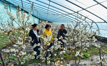 库尔勒农业养花