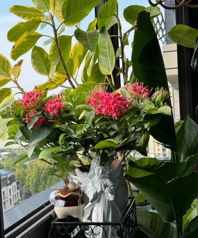 家庭养花用生根粉