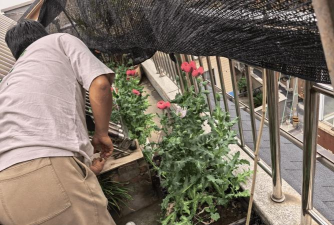 家庭养花用生根粉