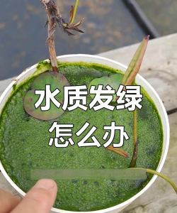 大叶莲花转水不绿怎么办