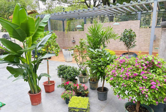 家庭养花用生根粉