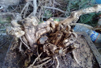 家庭养花用生根粉