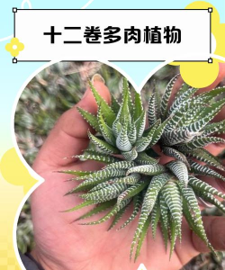 十二卷多肉怎么看实生