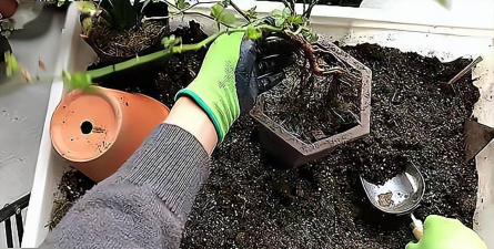 家庭养花用生根粉