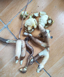 家庭养花用生根粉