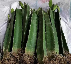 三棱箭嫁接仙人球怎么养