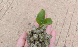 家庭养花用生根粉