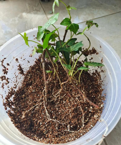 家庭养花用生根粉