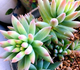 家庭养花用生根粉