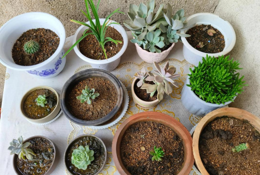 家庭养花用生根粉