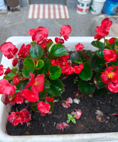 家庭养花用生根粉