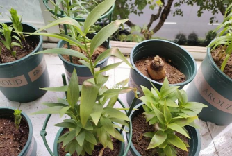 家庭养花用生根粉