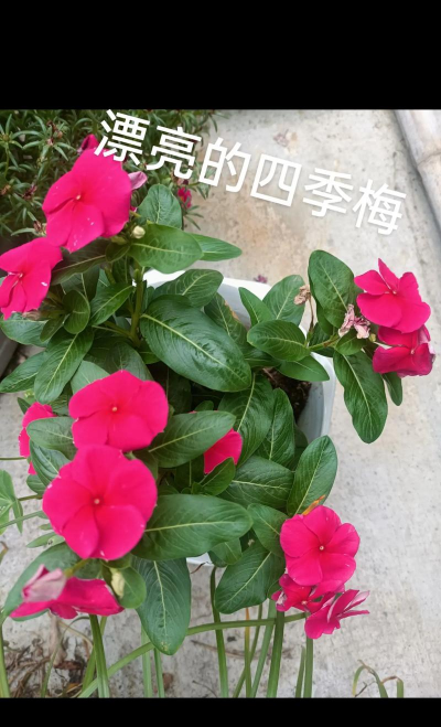 四季梅拔出来味怎么大