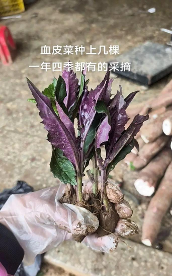 种植紫背天葵前景好