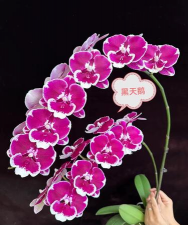 蝴蝶兰花剑变黑了怎么办