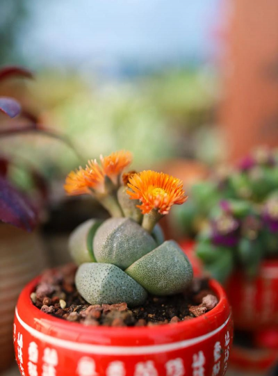 家庭养花用生根粉