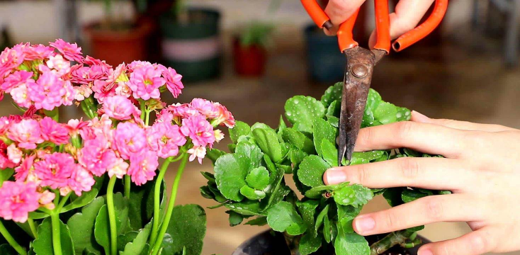 家庭养花用生根粉