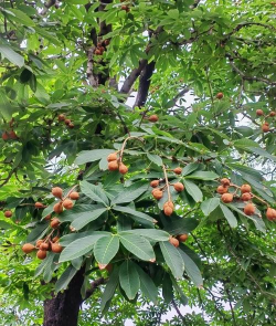 七叶树是什么树