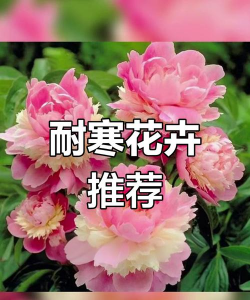 什么花最耐寒